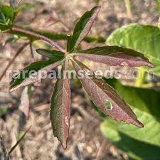 Image result for Hibiscus cannabinus
