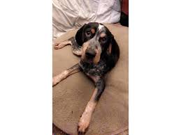 The price will vary depending on the breeder and location as well as the. 4 Month Old Registered Bluetick Coon Hound Puppy In Portland Oregon Puppies For Sale Near Me