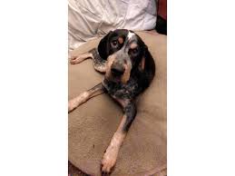 Bluetick coonhound puppies for sale. 4 Month Old Registered Bluetick Coon Hound Puppy In Portland Oregon Puppies For Sale Near Me