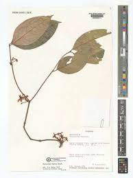 Image result for Pleiocarpa bicarpellata