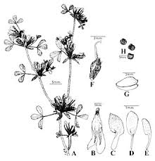 Image result for Lotononis stipulosa