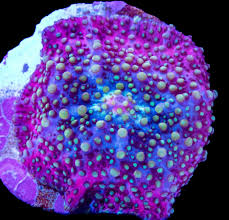 Image result for Dicoma arenaria