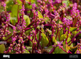 Image result for Basellaceae