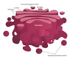 What is the function of the vesicle in an animal cell. Golgi Apparatus Structure Function Teachmephysiology