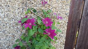 Place the cutting on a cutting board. Propagating Clematis By Softwood Cuttings The Propagator