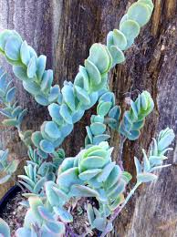Kalanchoe Marnieriana Planting Succulents Succulent Gardening Succulents