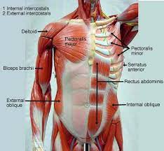 Muscles of the torso, as well as muscles in the arms or legs, can give the impression of a thin or the pectoralis major muscle starts from the clavicle, from the anterior surface of the sternum and. Biol 160 Human Anatomy And Physiology Muscle Anatomy Anatomy And Physiology Human Anatomy And Physiology