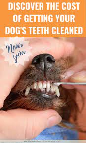 There's help if you can't afford it or can't pay for needed medical care. How Much Does It Cost To Get A Dog S Teeth Cleaned