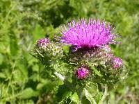 Image result for Sericorema remotiflora