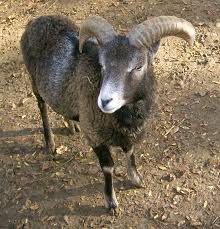 File Mouflon Corse Jpg Wikimedia Commons Location Corse Corse Vacances Corse