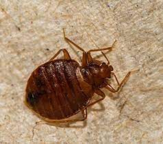 Learn how to get rid of bed bugs with your dallas fort worth specialists at buzz kill pest control. Bed Bug Control Rentokil Pest Control Dallas Fort Worth Texas