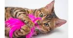 Online Store! - Bengal Cat World