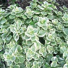 Image result for Coleus caninus