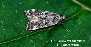 Image result for Chionodes continuellus