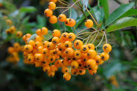 Image result for Pyracantha coccinea golden charmer