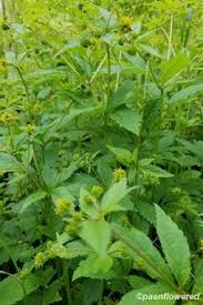 Image result for Sanicula