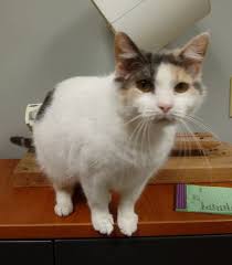Check spelling or type a new query. Cat For Adoption Tabitha A Domestic Short Hair Dilute Calico Mix In Richmond In Petfinder