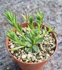 Image result for Aeollanthus subacaulis