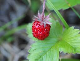 Asia (east asia, west asia, india, malaysia), as an introduced species the false strawberry is also found in some european. 9 Wild Berries Eat To Survive 49 Pics Infographic Identify Poisonous Or Not Camping Fun Zone