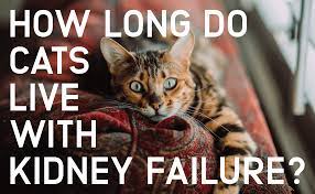 How Long Do Cats Live With Kidney Failure Catwiki