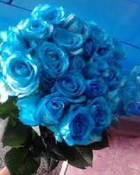 Gratis untuk komersial tidak perlu kredit bebas hak cipta. Arti Bunga Mawar Biru