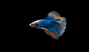 Gambar animasi ikan cupang paling keren. Ikan Cupang Halfmoon Jenis Ciri Ciri Cara Merawat Hingga Harga