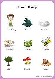 Download and use them in your website, document or presentation. Living Things And Non Living Things Chart Your Home Teacher
