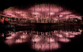 Where is wisteria flower tunnel in japan? Travel Japanese App On Twitter Japan S Wisteria Tunnels Are Even More Magical Than Its Cherry Blossoms Here S Where To See The Best Blooms Https T Co X11mbeppcp Ht Travelleisure Wisteria Blossoms Https T Co Cxqe221btt