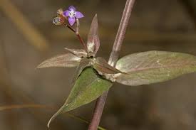 Image result for Oldenlandia affinis