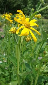 Image result for Verbesina