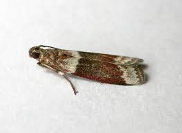 Image result for Cryptoblabes bistriga