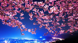 Gambar, wallpaper, bunga, sakura, jepang, cantik, caption, name : Wallpaper Bunga Bunga Cityscape Cabang Bunga Sakura Mekar Tokyo Menanam 1920x1080 Px 1920x1080 Wallhaven 597640 Hd Wallpapers Wallhere