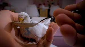 Homemade Baby Budgie Food How And When