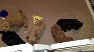 Check spelling or type a new query. 2 Cute Havanese Welcome