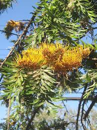 Image result for Grevillea robusta