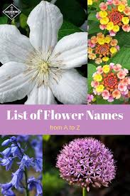 List Of Flower Names From A To Z Gardening Channel Flower Names Flowers Name List All Flowers Name