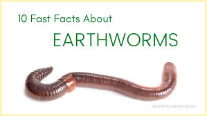 They do not have lungs like humans do, but they breathe oxygen and diffuse carbon dioxide out through their skin. 10 Fast Facts About Earthworms Kristin Moon Science
