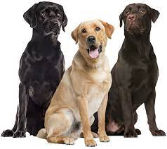 Ver más ideas sobre labrador, perros, perro labrador. Perro Labrador Retriever Todo Sobre Esta Raza