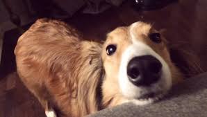 We care that your pet is feeling good. Puppy Love Grooming Spa Posts Facebook