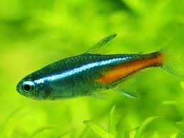 I just added 3 neon tetras and so far so good. What Fish Can Live With Betta Fish In An Aquarium Aquarium Sphere
