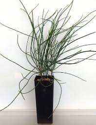 Image result for Casuarina verticillata