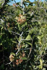 Image result for Putterlickia