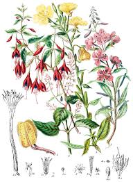 Image result for Onagraceae