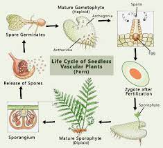 Overview of horsetails seedless vascular plants. Examples Of Seedless Vascular Plants And Their Characteristics Biology Wise