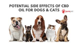Reviewers say this product is perfect for managing pain and anxiety. Potential Side Effects Of Cbd Oil For Dogs Cats Purepet Cbd