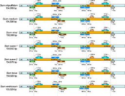 Image result for Sium repandum