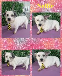 Judy Holmes and Marika Ginnings Gypsy has started to play with Nellie.  Nellie isn't quite sure put Pete spotted them