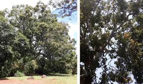 Image result for Fernandoa abbreviata