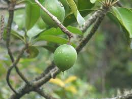 Image result for Mitrasacmopsis