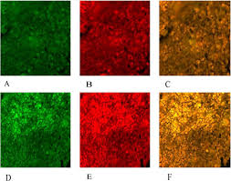 Image result for Pleurolobus